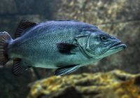 fish-3322230__340